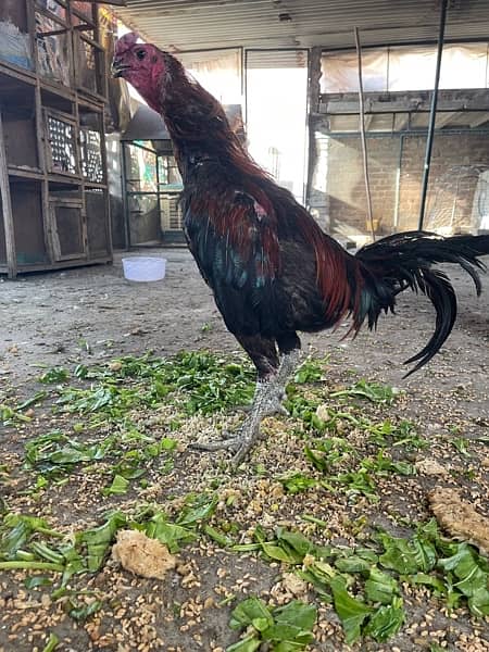 black dragon breader pair for sale and coco Shamo chicks available 1 4