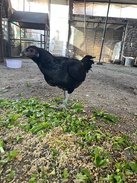 black dragon breader pair for sale and coco Shamo chicks available 1 5