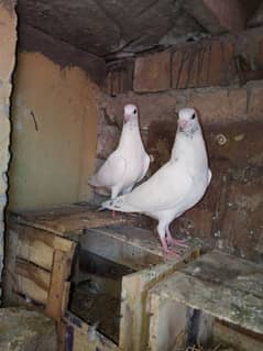 pigeons pathay full tyaar contact 03436602706