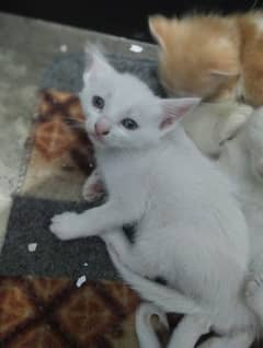 Turkish angora kittens 35 days