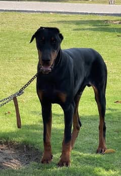 Doberman