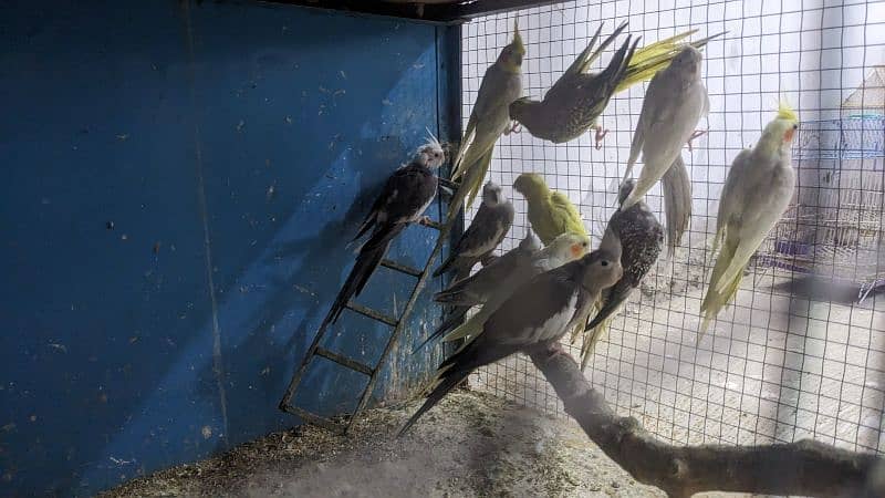 colorful cocktail parrots with cage for sale 7