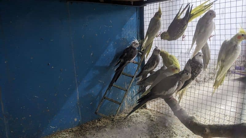 colorful cocktail parrots with cage for sale 8