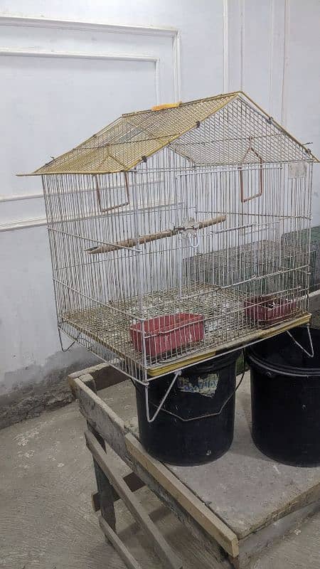 colorful cocktail parrots with cage for sale 18