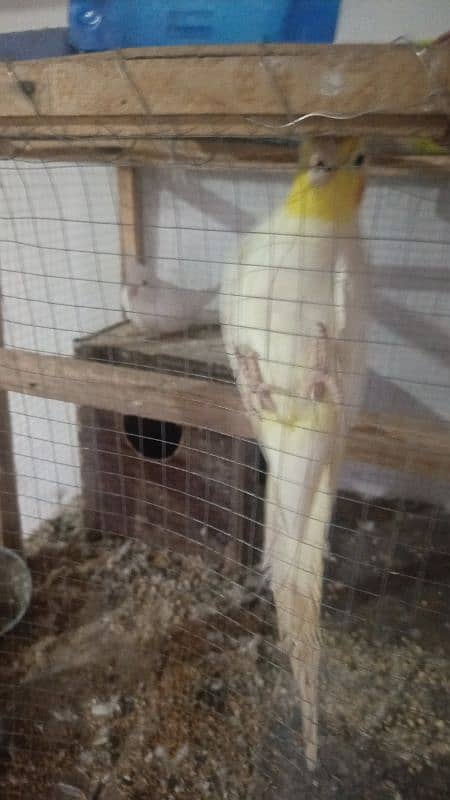 cocktail jambo size breeder pair 2