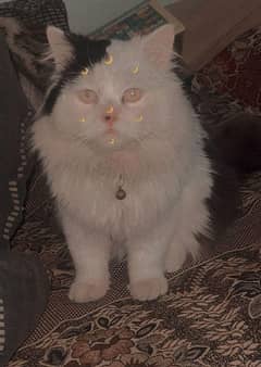 Male beautiful cat For sale