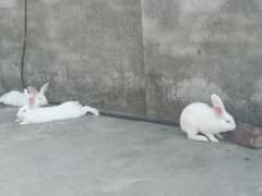 newzeland white rabbits