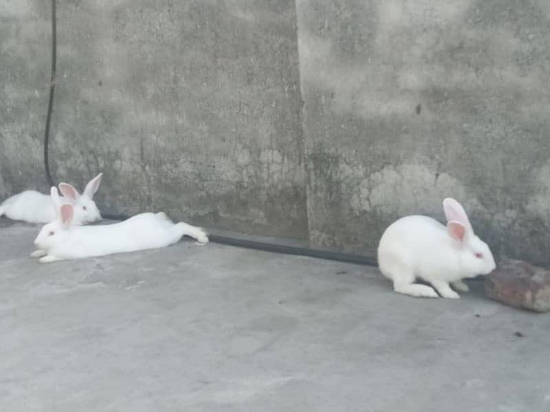 newzeland white rabbits 0