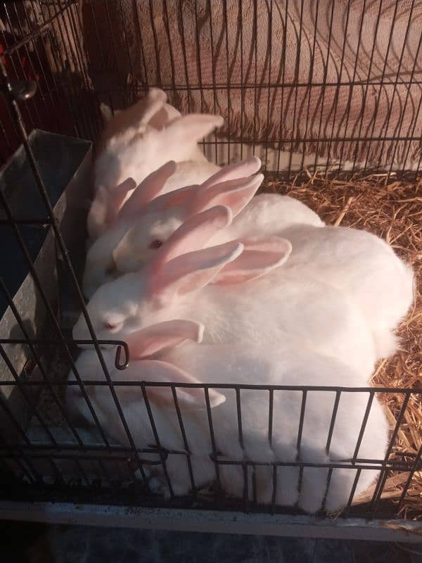 newzeland white rabbits 1