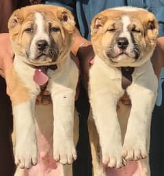 King Alabai pair full  security dog  for sale