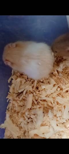 Hamster baby cute and active