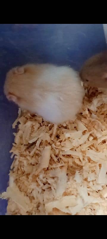 Hamster baby cute and active 0