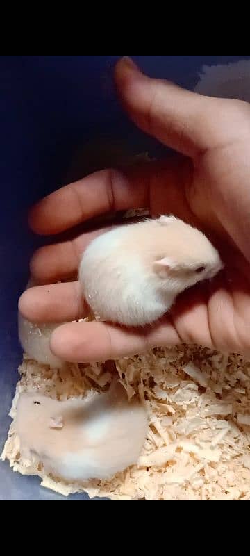 Hamster baby cute and active 1