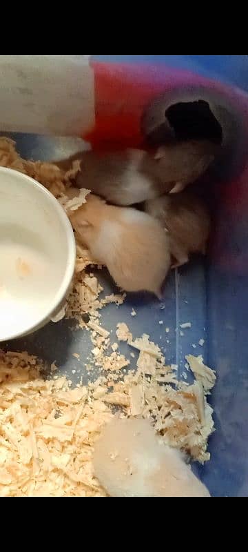 Hamster baby cute and active 7