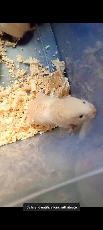 Hamster baby cute and active 8