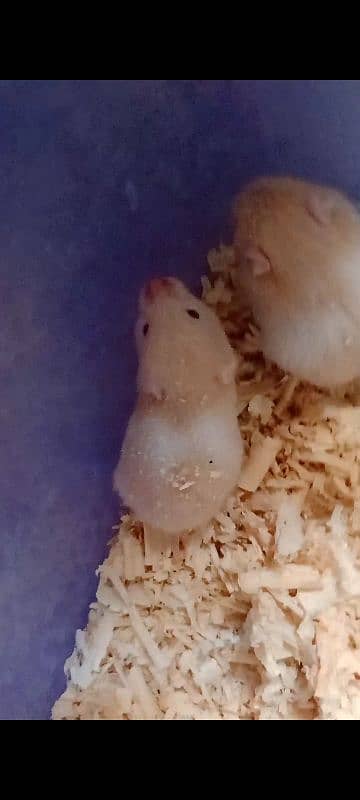 Hamster baby cute and active 9