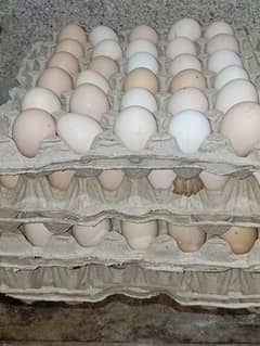 Fertile Desi eggs