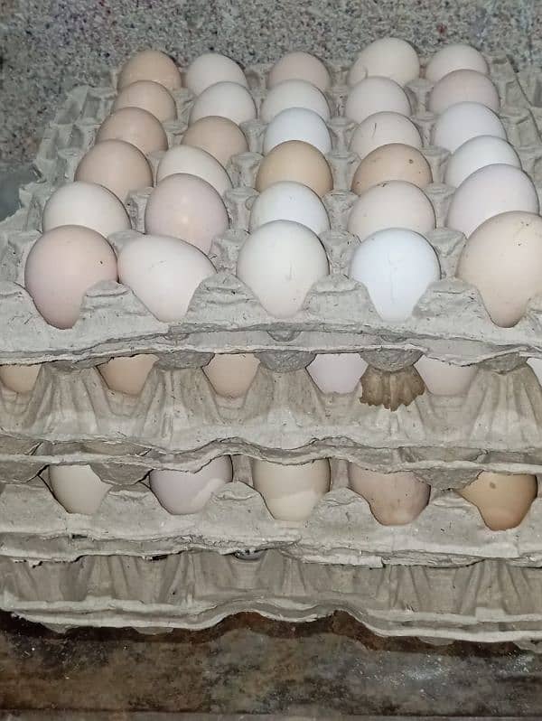 Desi eggs 0