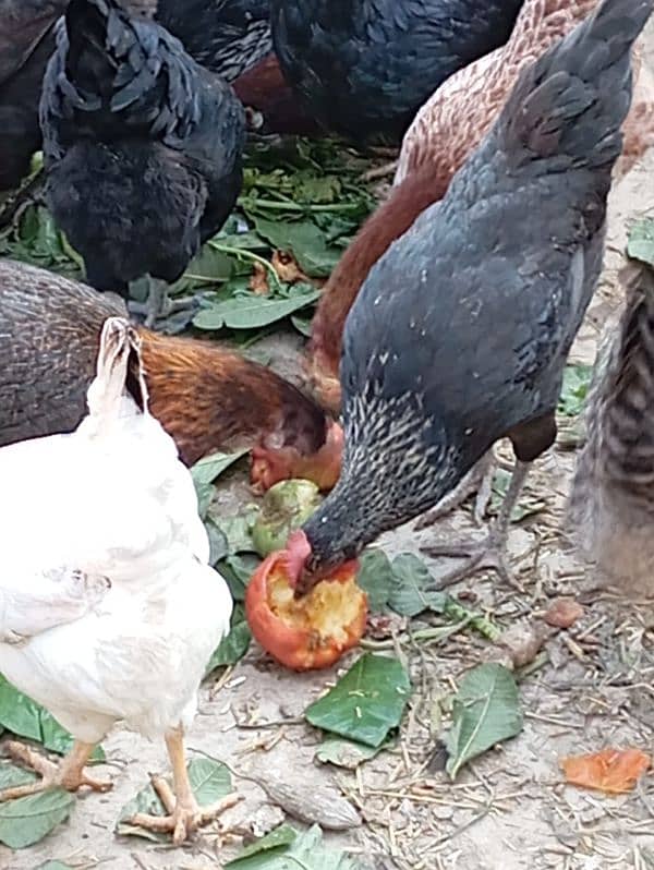 Desi eggs 2