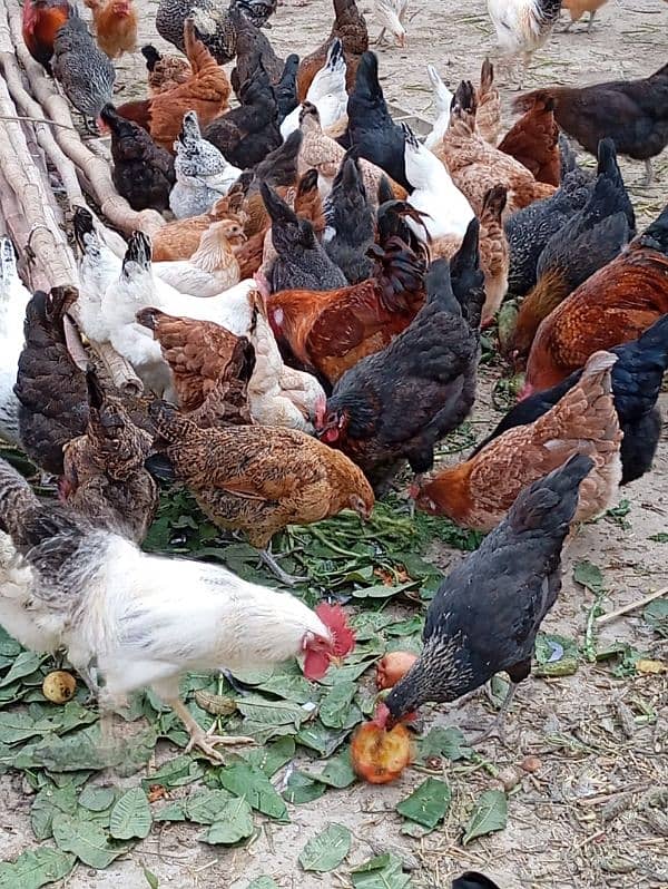 Desi eggs 3