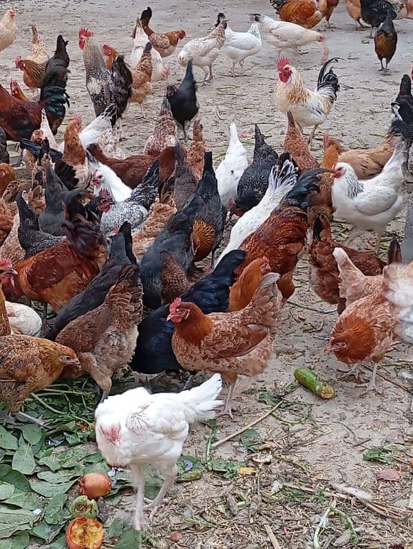 Desi eggs 6