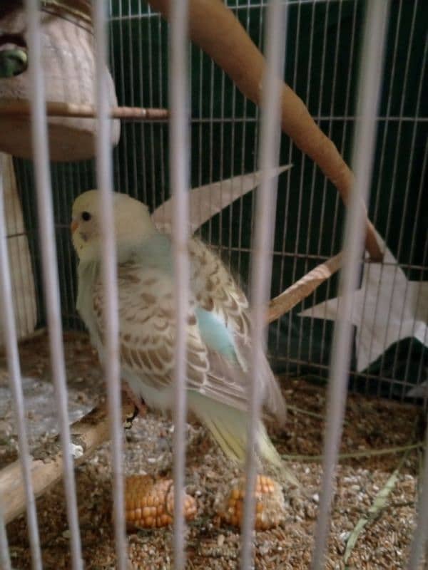 Buddgies pair with chick  And cages 2