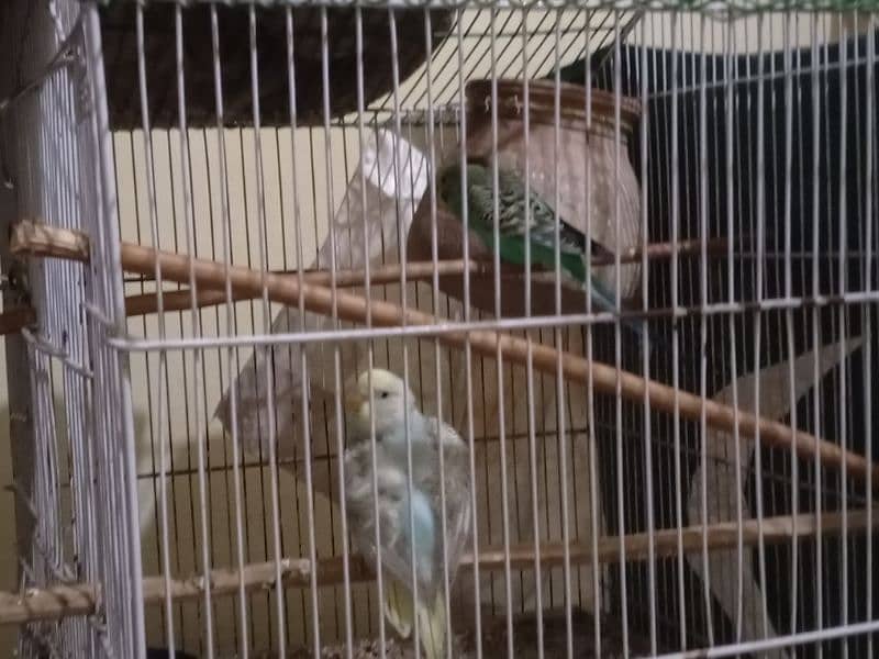 Buddgies pair with chick  And cages 6