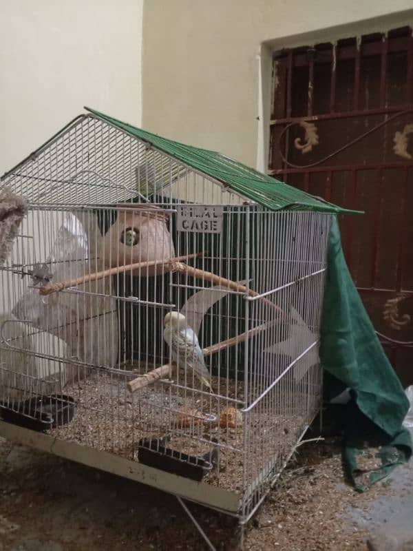 Buddgies pair with chick  And cages 7