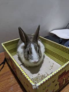 Rabbits for sale