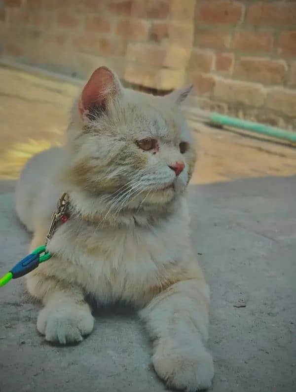 Persian cat 0