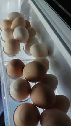 pure desi eggs