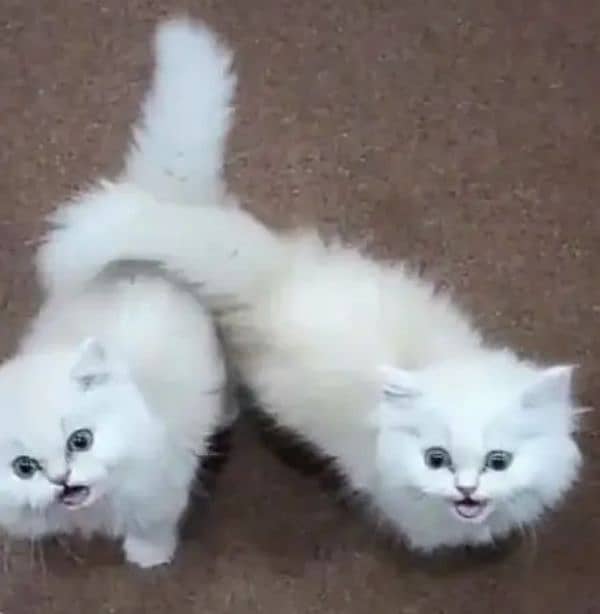 Persian Pair Cats 0