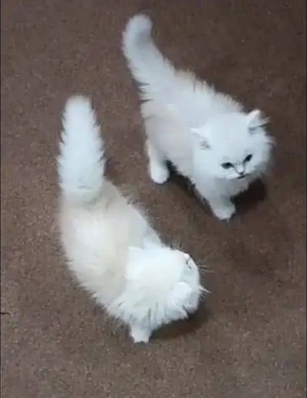 Persian Pair Cats 1