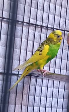 18 months age breeder pair of budgies