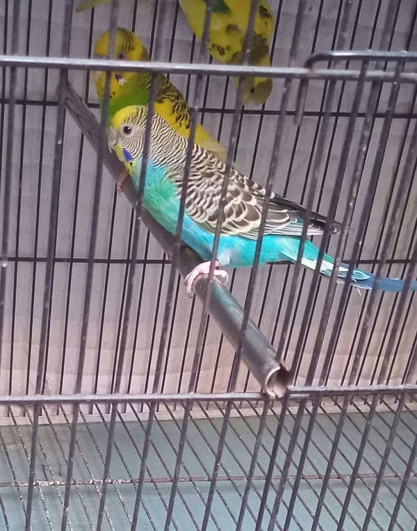 18 months age breeder pair of budgies 1