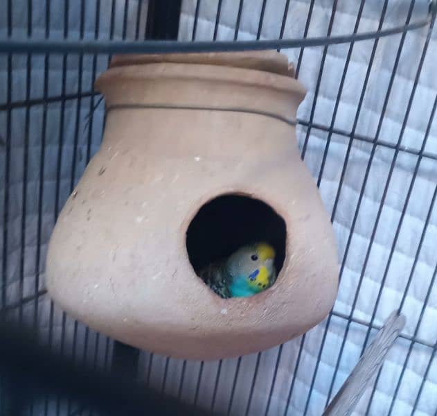 18 months age breeder pair of budgies 2