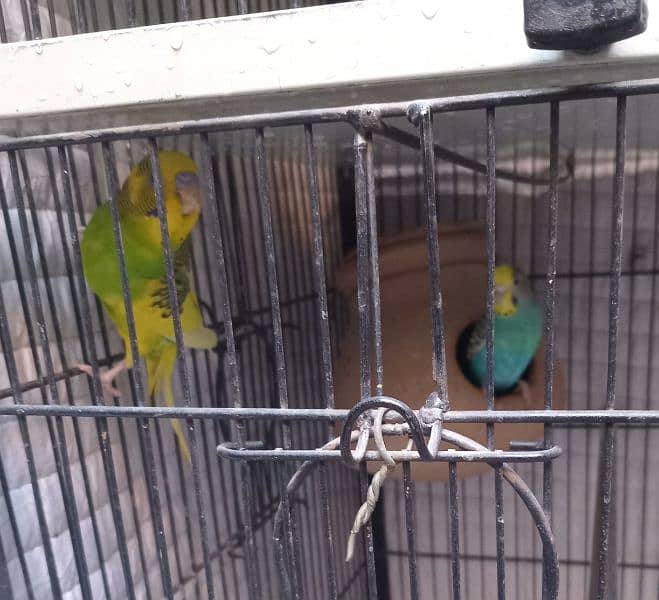 18 months age breeder pair of budgies 3