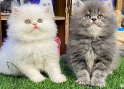 Persian Cats Pair Male &  Female