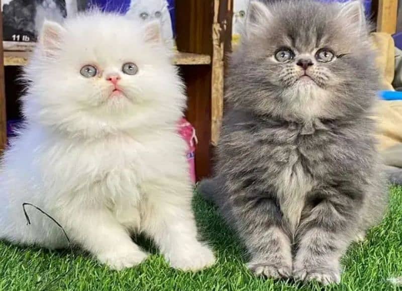 Persian Cats Pair Male &  Female 0