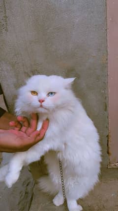 persian breder male cat