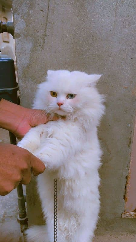 persian breder male cat 2