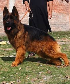 import male chip aktevate  Jarman longcot male full trand long stock