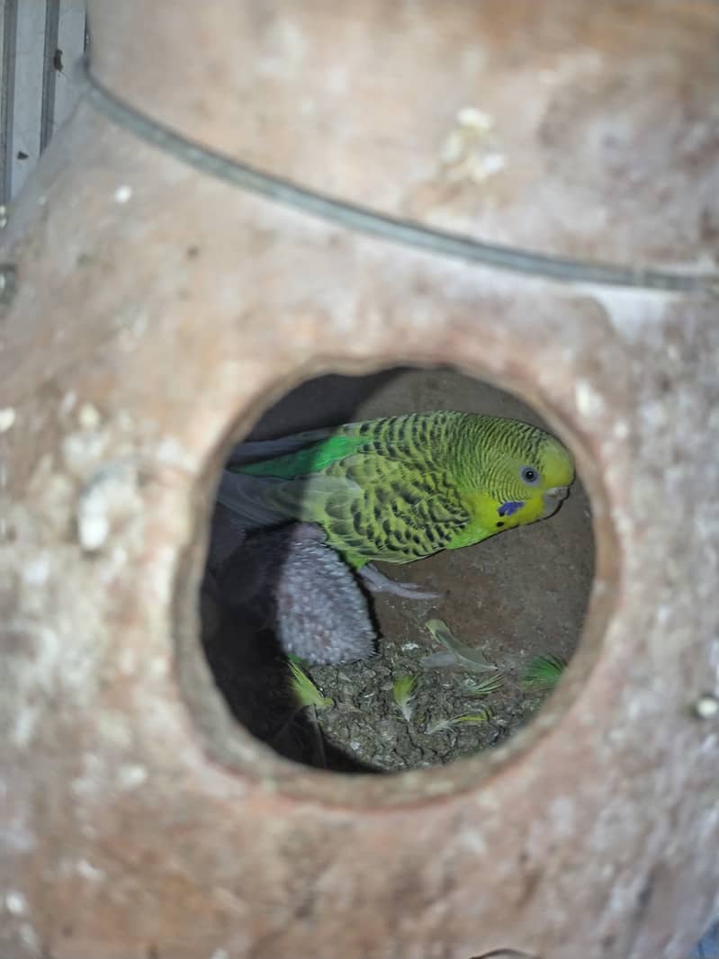 Different Mutation HOGO splits crested head TCB pied undersize 19