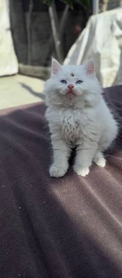 blue eyed Persian kittens for sale