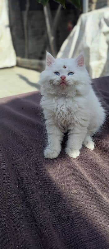 blue eyed Persian kittens for sale 0