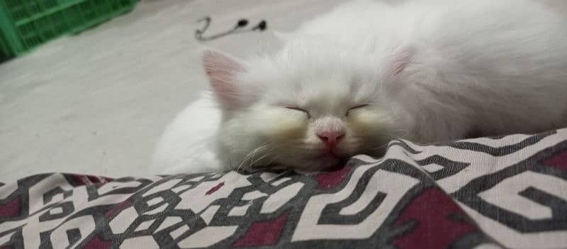 blue eyed Persian kittens for sale 1