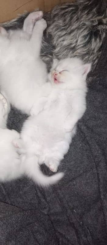 blue eyed Persian kittens for sale 2