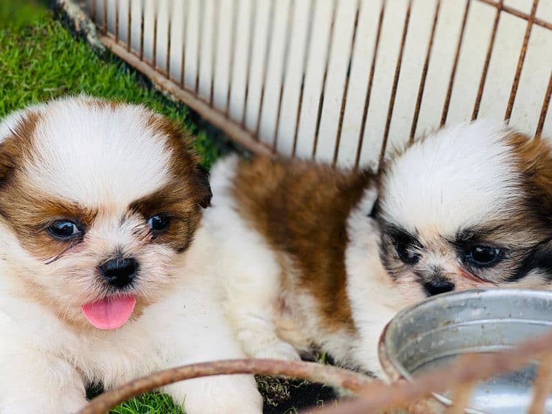 High Quality Shihtzu Pair 50k each 1