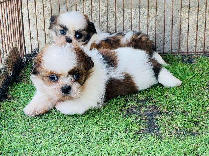 High Quality Shihtzu Pair 50k each 2