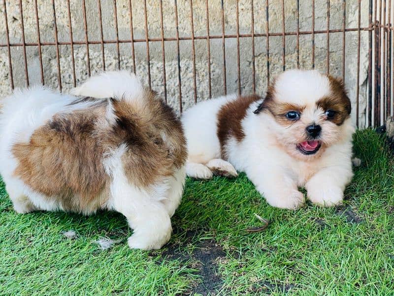 High Quality Shihtzu Pair 50k each 3